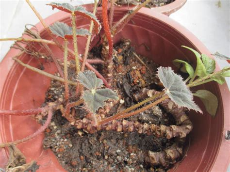 Garden Chronicles: Propagating Rhizome Begonias