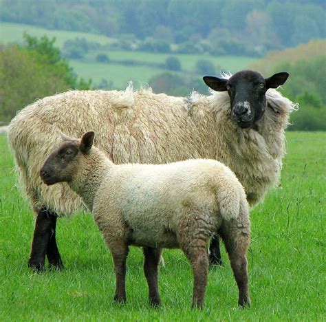 Black-Faced Sheep | Black faced sheep, Sheep breeds, Sheep and lamb