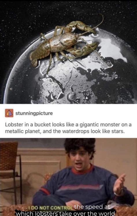 The best Lobsters memes :) Memedroid