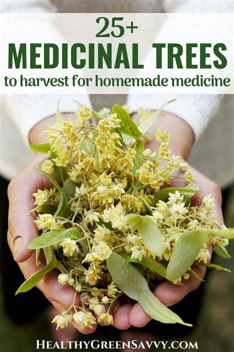 25 Medicinal Trees to Harvest for Homemade Medicine