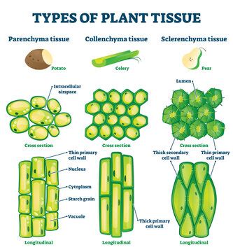 Parenchyma Cells Examples