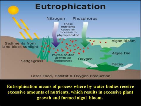 Algal bloom