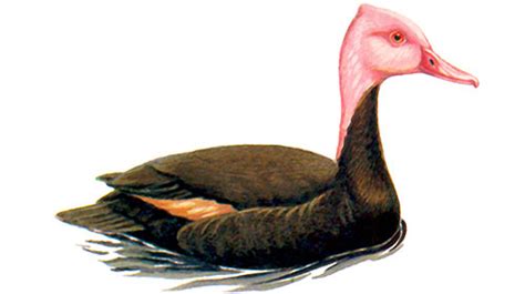 Pink-headed Duck - Indian Diving Duck - Critically Endangered Species