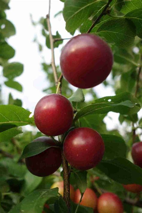 Dwarf Sugar Plum | PlantNet® Australia