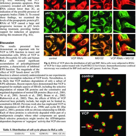 RNAi of VCP causes mitotic abnormalities in HeLa cells. HeLa cells were ...