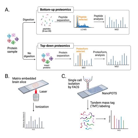 Advancement in mass spectrometry techniques. (A) MS-based proteomics is... | Download Scientific ...