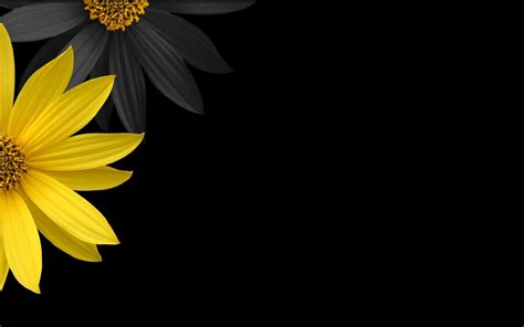 flowers, Yellow Flowers, Black Background Wallpapers HD / Desktop and Mobile Backgrounds