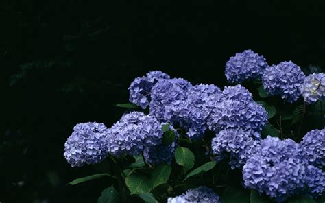 Download Flower Nature Hydrangea HD Wallpaper