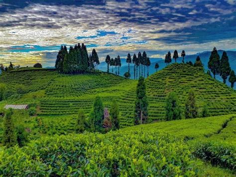 Ilam | by Everything In Nepal | Medium