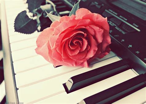 Rose Piano by DeeLD ... | Rose, Piano pictures, Flowers