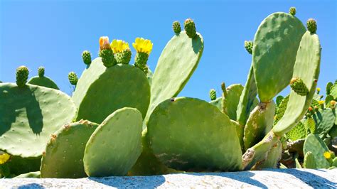 Flowering Cactus Free Stock Photo - Public Domain Pictures
