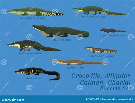 Various Crocodile Alligator Caiman Gharial Species Set Cartoon Vector Illustration ...