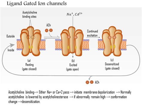 0614 Ligand Gated Ion Channels Medical Images For PowerPoint ...