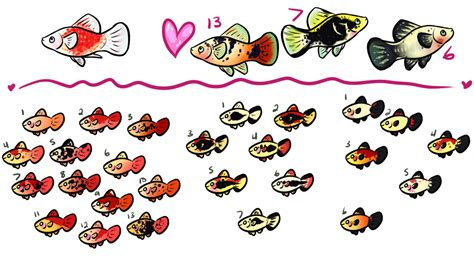 Platy Breeding 3 by luckdown on DeviantArt