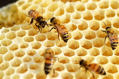 Bees Building Honeycomb Honey · Free photo on Pixabay