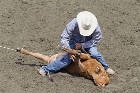 Calf Tie-Down Roping Basics at the Rodeo