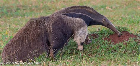 “A Passion for Wildlife Photography, the Stories Behind the Images ...