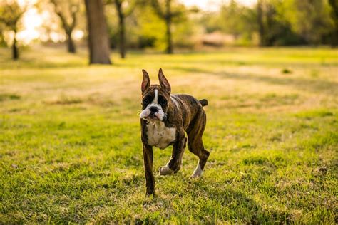 9 Great Dog Breeds for First-Time Owners – American Kennel Club - We ...