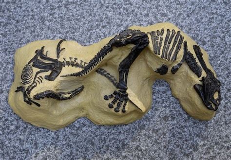 Will This Fossil of Two Dueling Dinosaurs Ever Make it to a Museum?