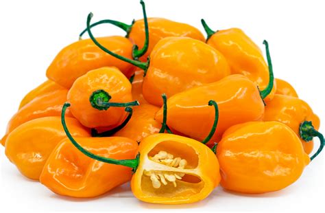 Orange Habanero Chile Peppers Information, Recipes and Facts