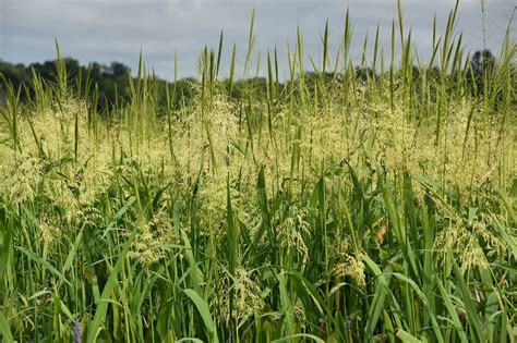 Harvesting Wild Rice: Connecting Past, Present and Future