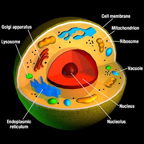 3D Cell - 3D Model (With images) | Animal cell model project, Cells ...