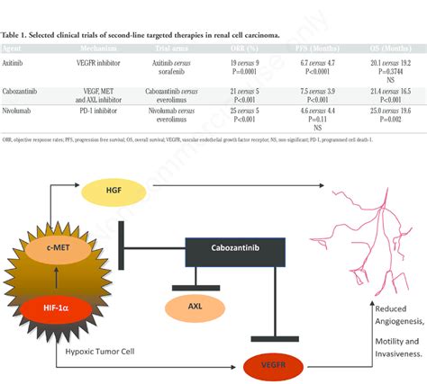 Mechanism of action of cabozantinib: cabozantinib inhibits the activity ...