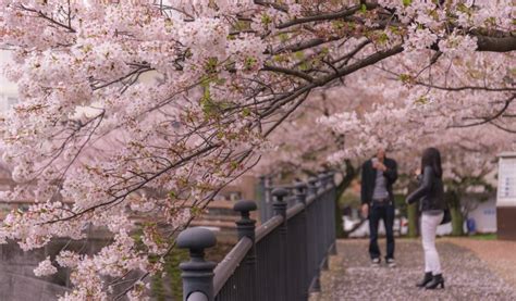 10 Best Places To See Cherry Blossom in Japan - HotelsCombined 10 Best Places To See Cherry ...