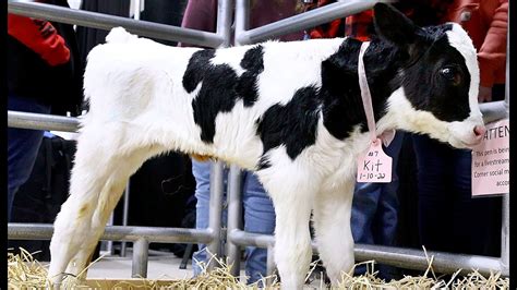 Baby Holstein cow calf at Pennsylvania Farm Show 2022 - YouTube