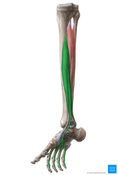 Flexor digitorum longus: Origin, insertion, action | Kenhub