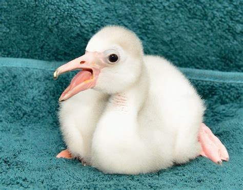 The National Zoo's Adorable New Baby Flamingo (PHOTOS) - NeoGAF