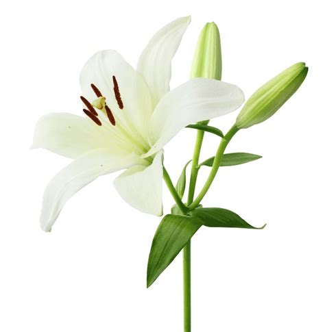 Cut Flower Care and Handling: Asiatic Lily - FloraLife