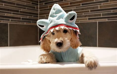 You can now dress your dog as a baby shark with B&M’s outfits