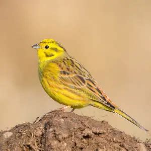 Yellowhammer - Facts, Diet, Habitat & Pictures on Animalia.bio