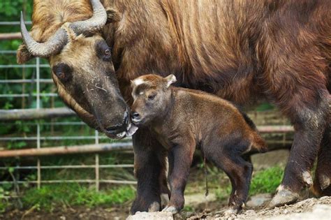 Brand-new Baby Takin at Prague Zoo - ZooBorns | Zooborns, Newborn animals, Baby animals pictures