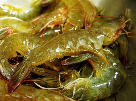 Drunken Shrimp 醉蝦 - Easy Breezy | Chinese Recipes at TheHongKongCookery.com