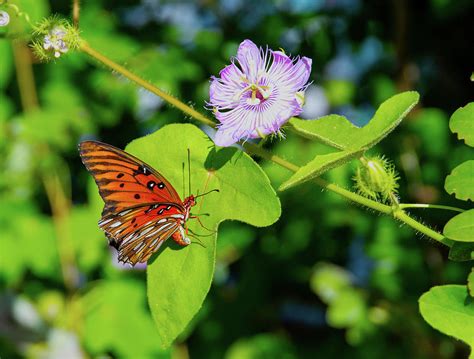 Butterfly - Passion Flower Photograph by Robert Michaud - Pixels