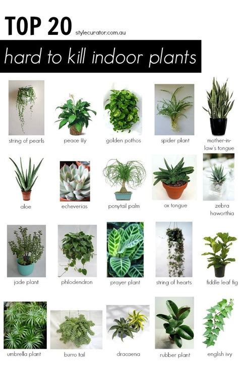 13 best Indoor Plants images on Pinterest | Indoor house plants, Indoor plants and Plants