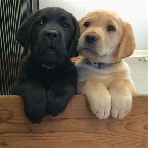 Pictures Of Golden Lab Puppies at Anthony Garon blog