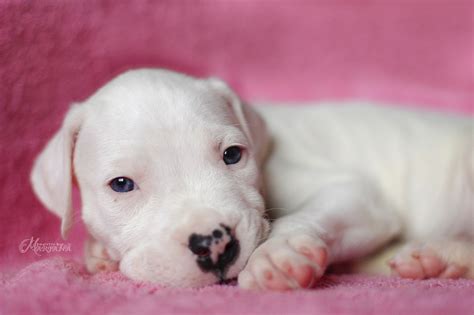 Puppies - Dogo Argentino kennel Blanco Solar