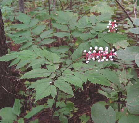 Poisonous Plants - Baneberry