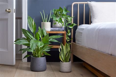 What Plants Are Good To Put In Bedroom | www.resnooze.com