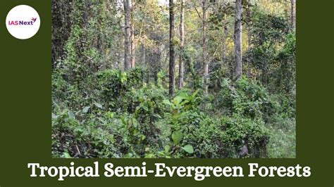 Tropical Semi-Evergreen Forests