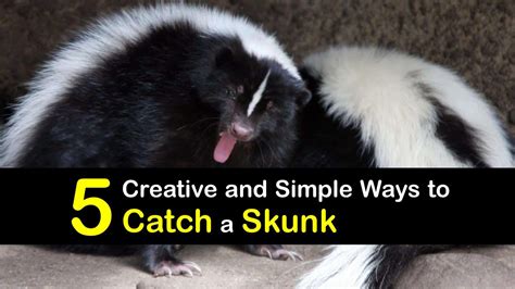 Smart Ways of Controlling Skunks at Home