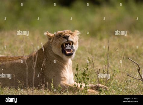 African Lion Roaring Stock Photo - Alamy