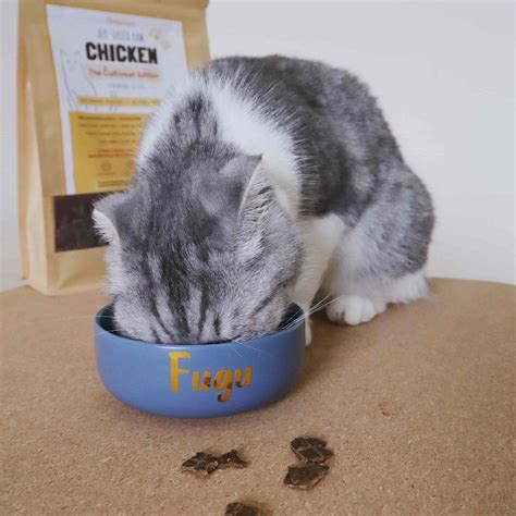 Chicken Recipe for Cats - PledgeCare