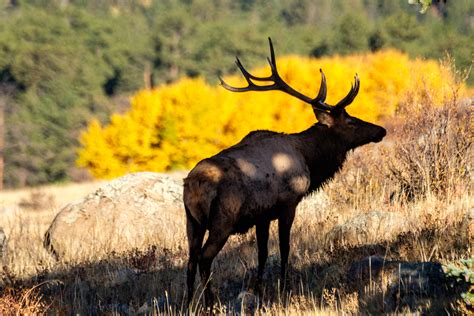 America's 10 Best National Parks for Wildlife Viewing — The Greatest ...