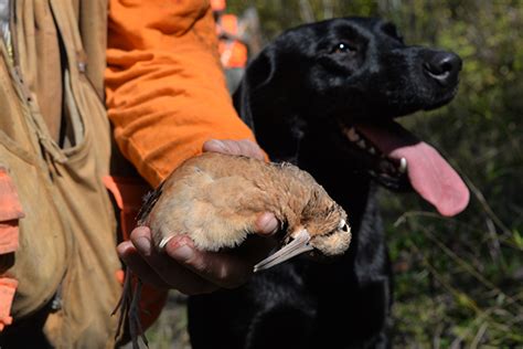 Woodcock Migration and Early-Season Hunting - Gun Dog