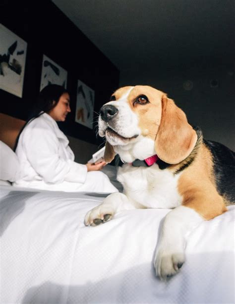 List of Pet-Friendly Marriott Brands in 2023 [Policies, Sizes]