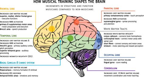 Frontiers | How Musical Training Shapes the Adult Brain ...